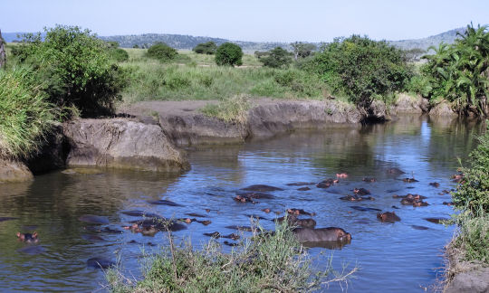 Mare aux hyppos